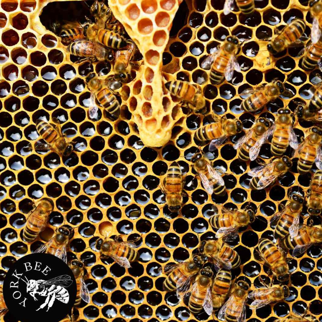 York Bee Honeycomb - 250g