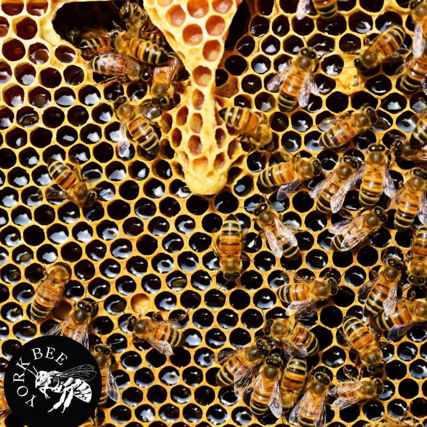 York Bee Honeycomb