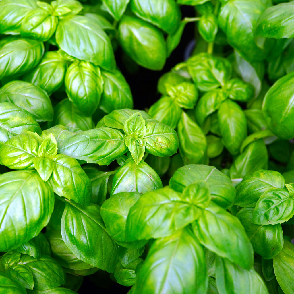 Weigh - Organic Basil (30g)