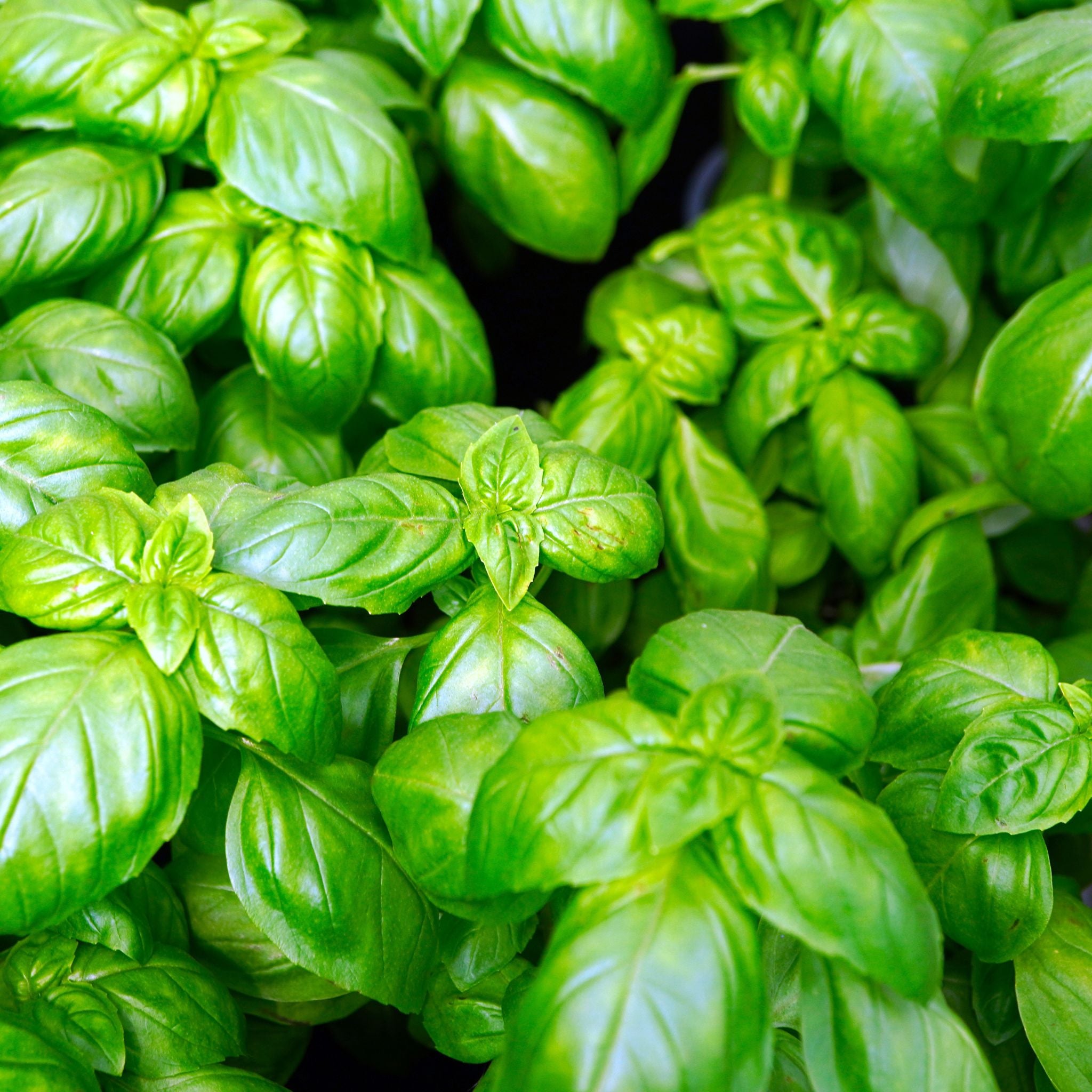 Weigh - Organic Basil (30g)