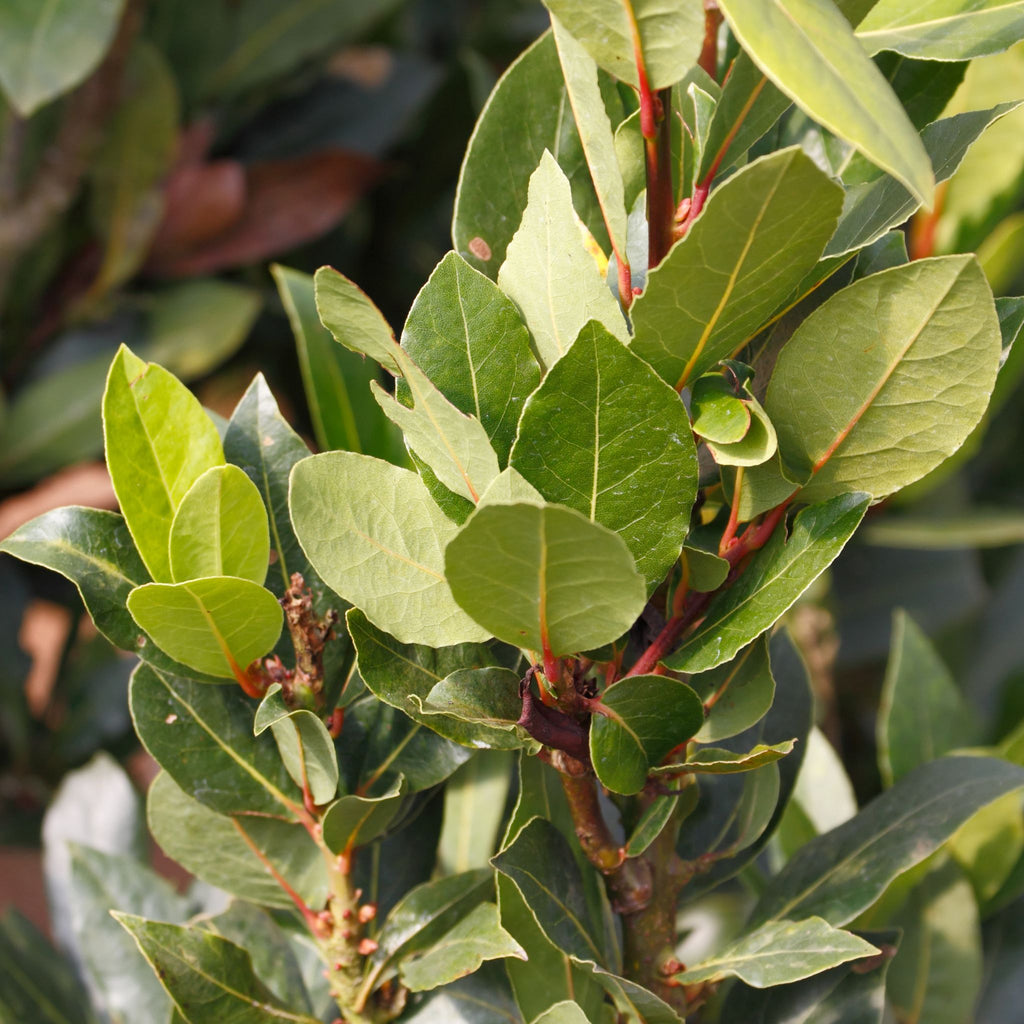 Weigh - Bay Leaves (30g)