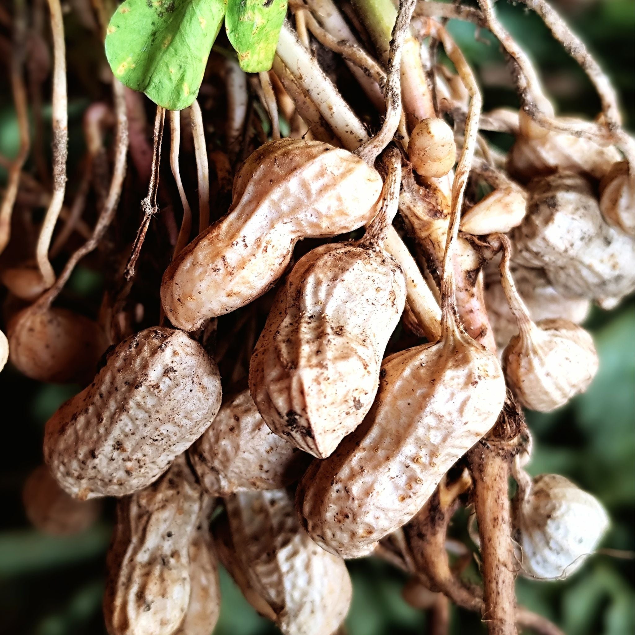 Weigh - Caramalised Honey Peanuts (100g)