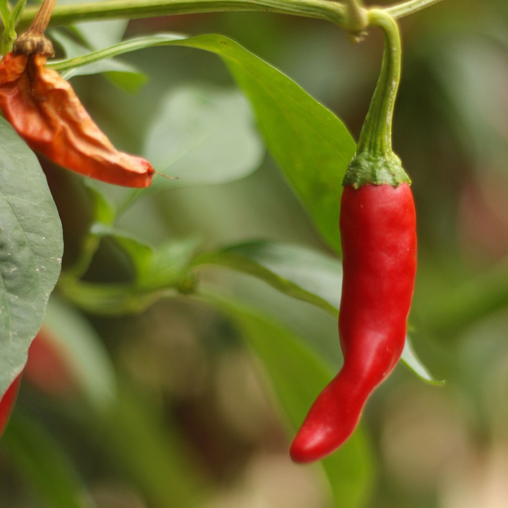 Weigh - Cayenne Pepper (30g)