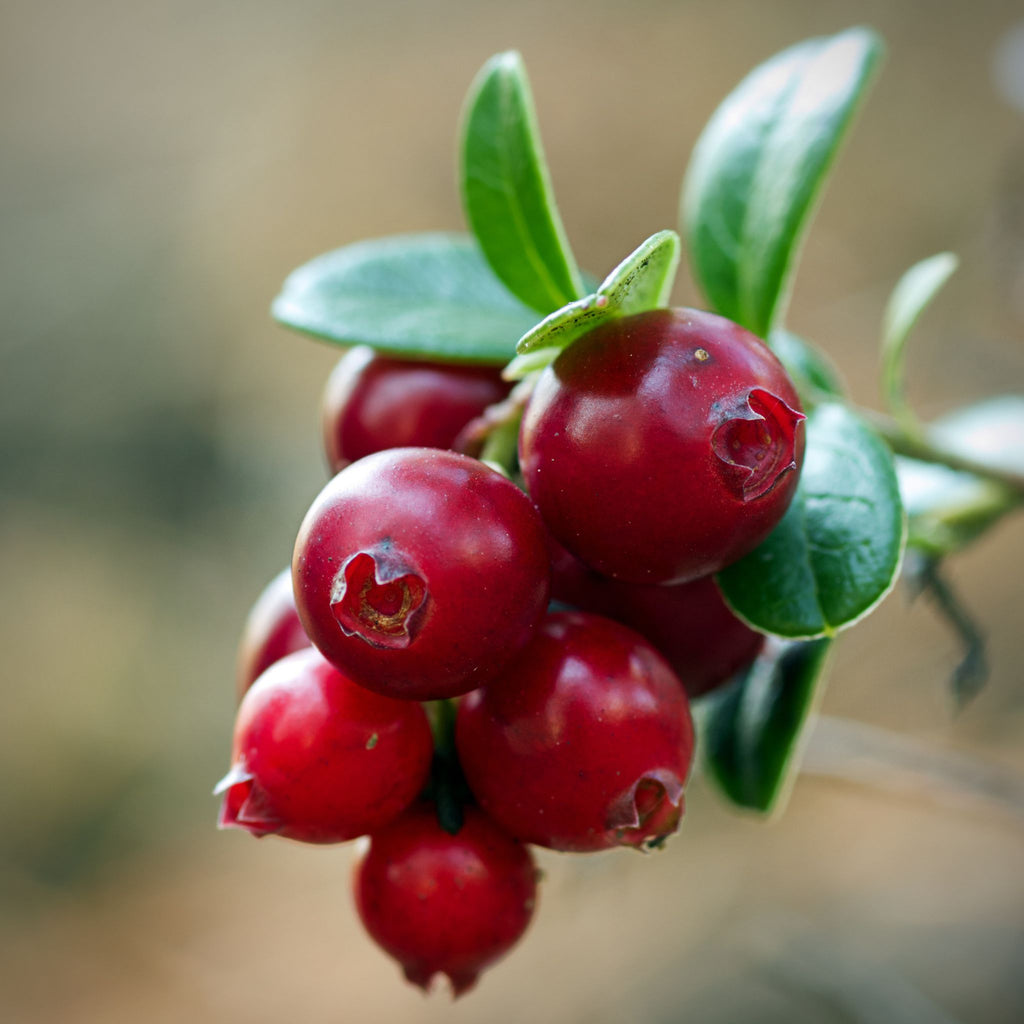 Weigh - Dried Sweetened Cranberries (100g)