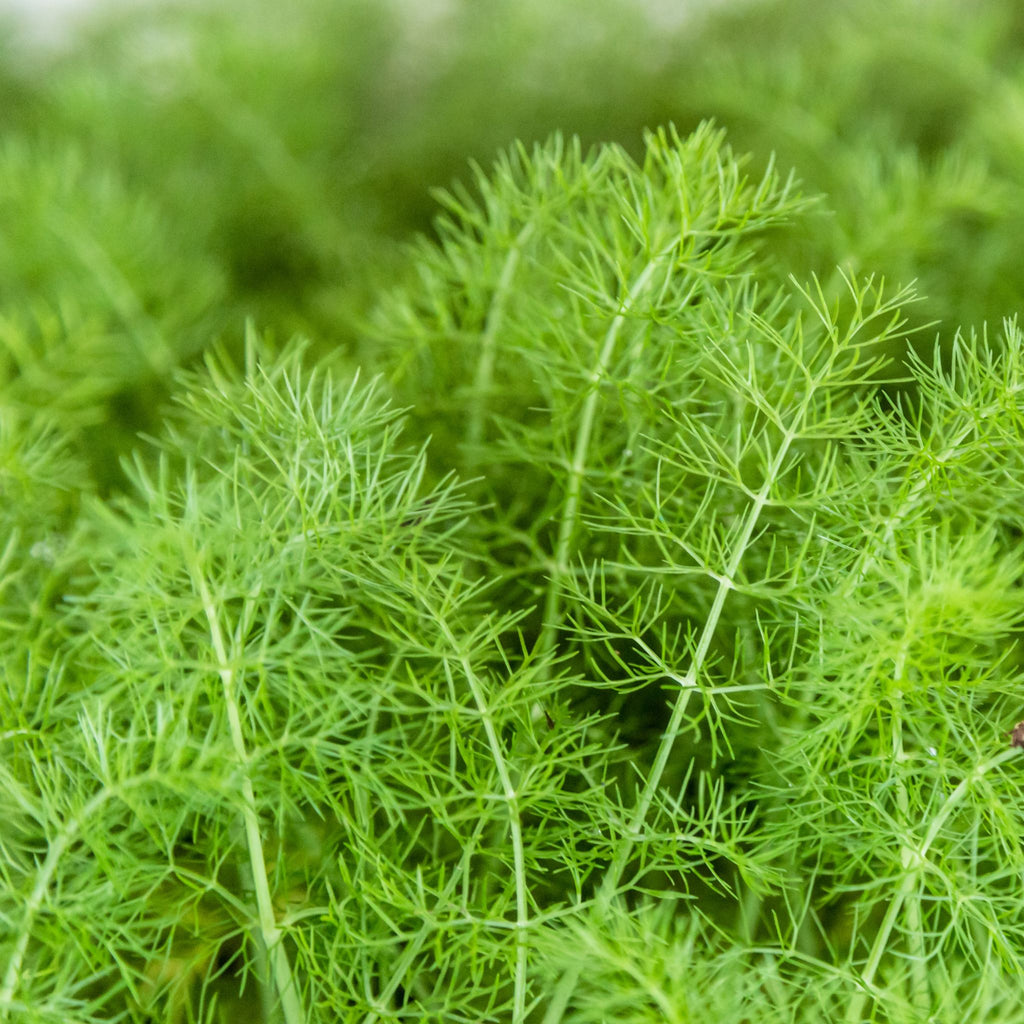 Weigh - Fennel (30g)