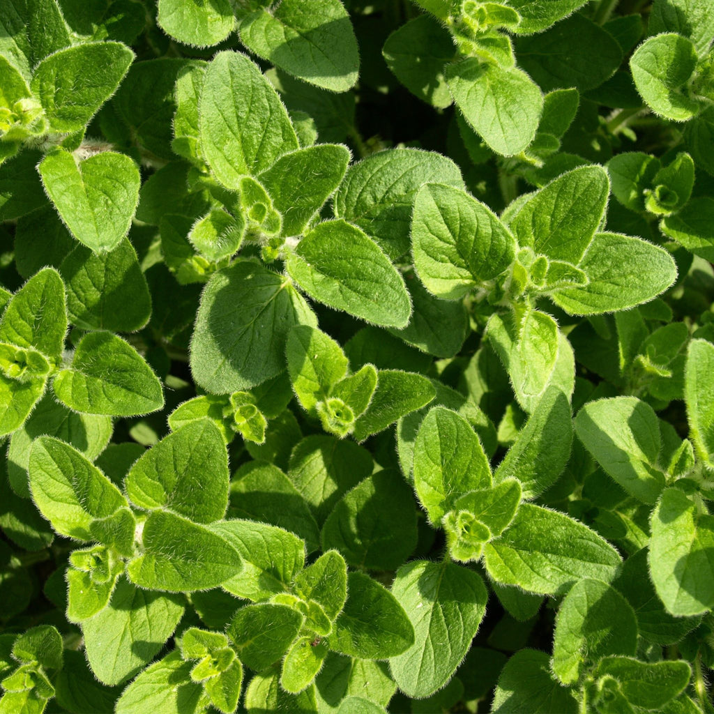 Weigh - Oregano (30g)