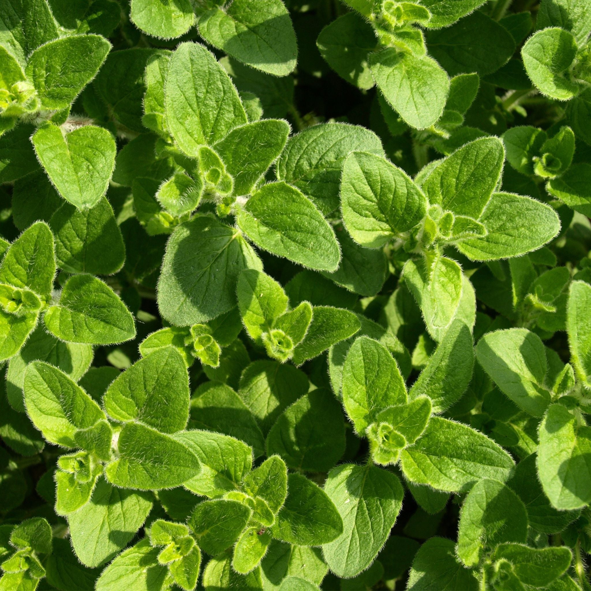 Weigh - Oregano (30g)