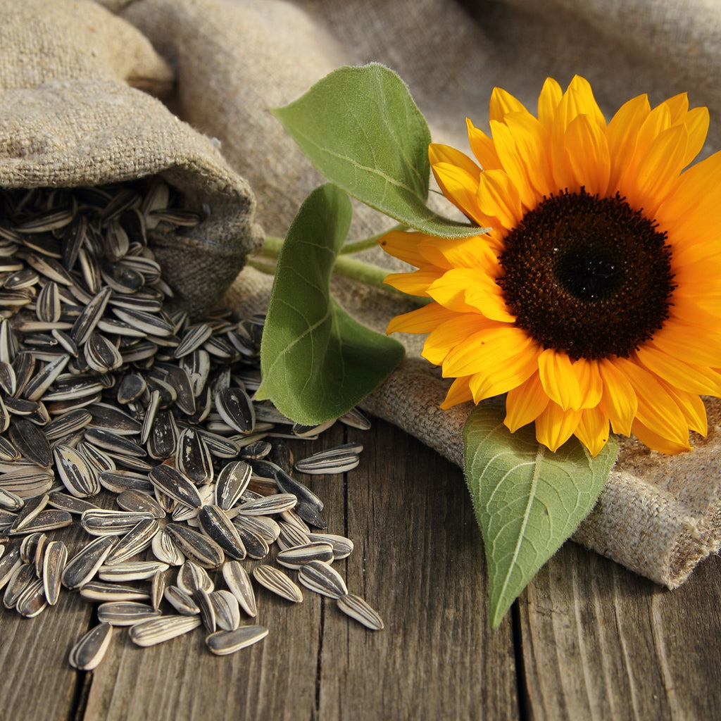 Weigh - Organic Sunflower Seeds (100g)